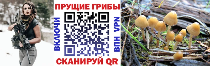 Псилоцибиновые грибы Psilocybe  Купить  Меленки 